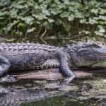 Miami Trilogy: City Tour, Boat Cruise and Everglades Adventure - What We Think About the Value