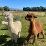 Milford Sound Nature and Te Anau Farm Visit Over 2 Days - Practicalities and What to Expect