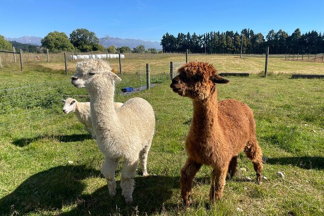 Milford Sound Nature and Te Anau Farm Visit Over 2 Days - Practicalities and What to Expect