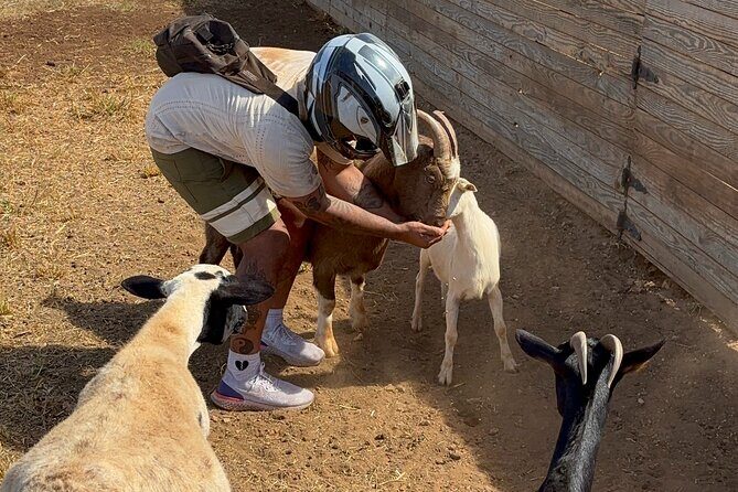 Mini ATVs and Farm Animal Experience - The Guides and Atmosphere