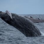 Moanas Waikk Whale Watching Exploration - The Marine Life You Might See