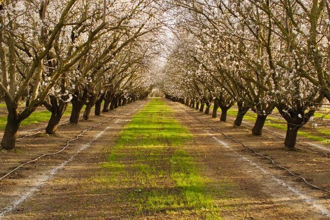 Modesto Almond Blossom Tour: Explore & Discover - Audio Tour - Why This Tour Might Be Perfect for You