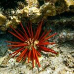 Molokini Snorkel Trip 2-Hour From Kihei - Price & Value