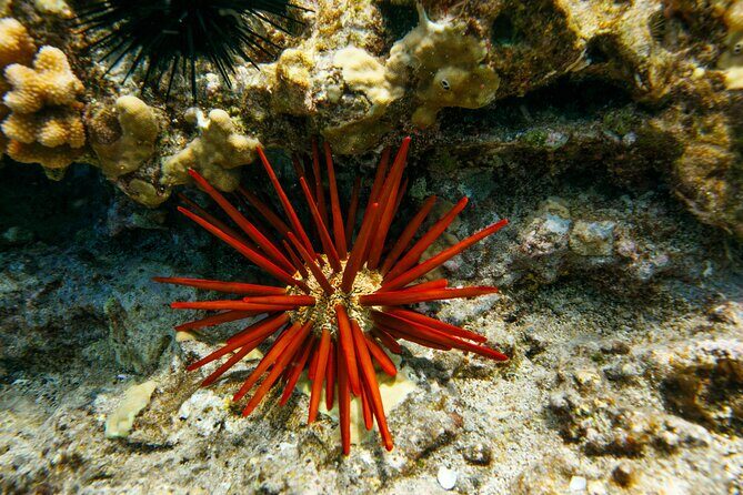 Molokini Snorkel Trip 2-Hour From Kihei - Price & Value