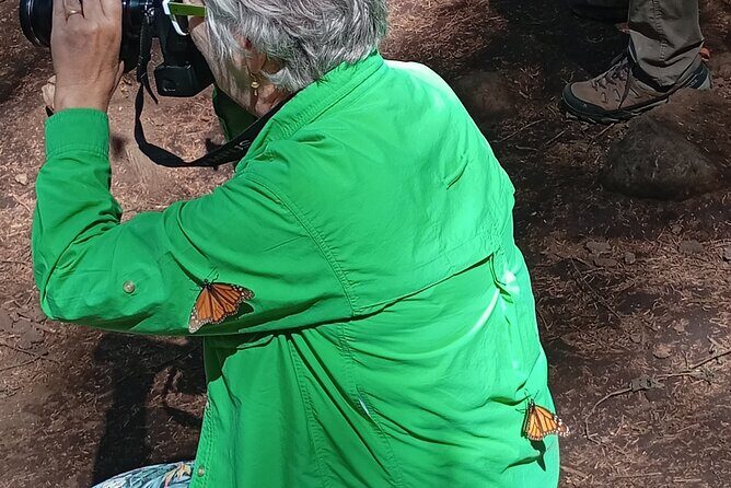 Monarch Butterflies El Rosario Preserve from Mexico City - The Experience in Detail