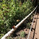 Monarch Butterfly - The Authentic Touches and Overall Feel