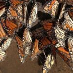Monarch Butterfly group tour. Join me to watch #butterflies - What Makes This Tour Stand Out?