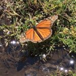 Monarch Butterfly Private Tour (Morelia) - Why Is This Tour a Good Choice?
