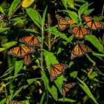 Monarch Butterfly Sanctuary Day Trip from Mexico City - Who Is This Tour Best For?