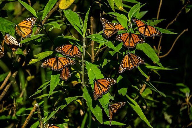 Monarch Butterfly Sanctuary Day Trip from Mexico City - Who Is This Tour Best For?