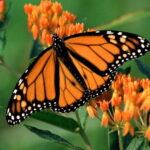 Monarch Butterfly Sanctuary Tour from Mexico City - What’s Included and What Costs Extra