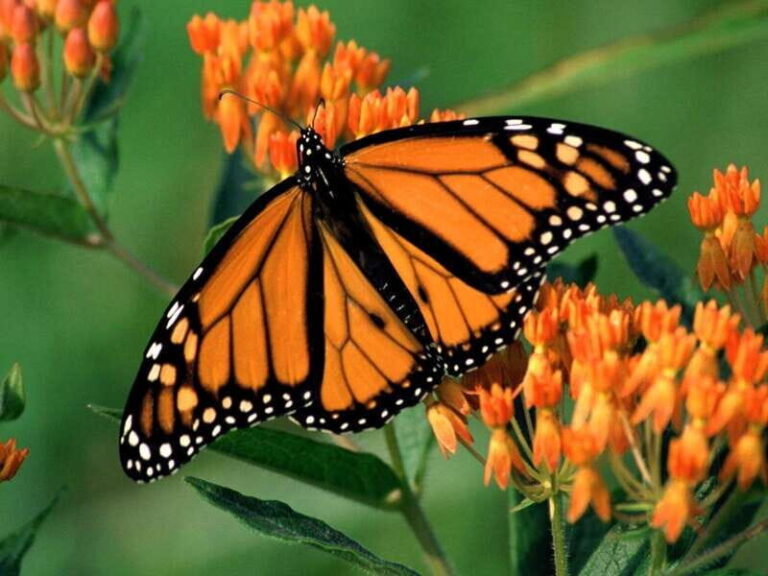 Monarch Butterfly Sanctuary Tour from Mexico City - What’s Included and What Costs Extra