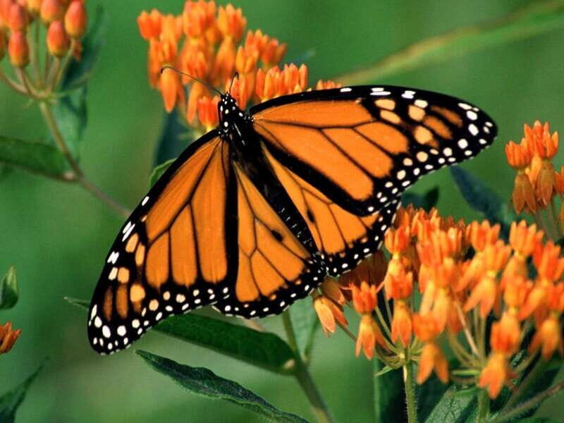 Monarch Butterfly Sanctuary Tour from Mexico City - What’s Included and What Costs Extra