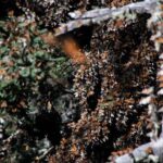 Monarch Butterfly Tour (Departing from Morelia) - A Detailed Look at the Tour Experience