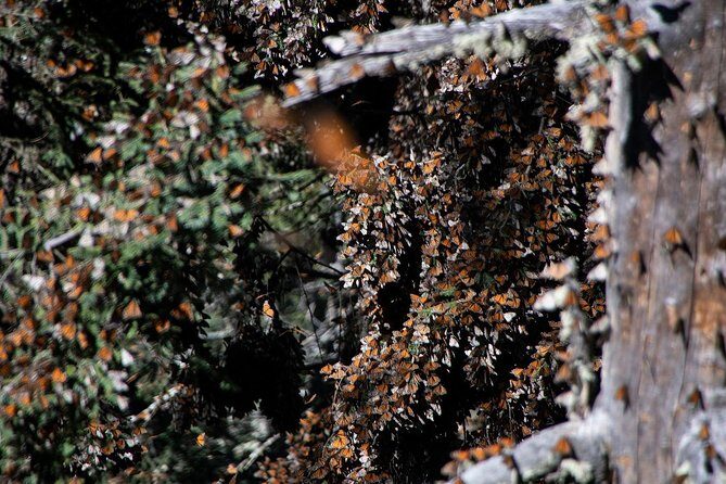 Monarch Butterfly Tour (Departing from Morelia) - A Detailed Look at the Tour Experience