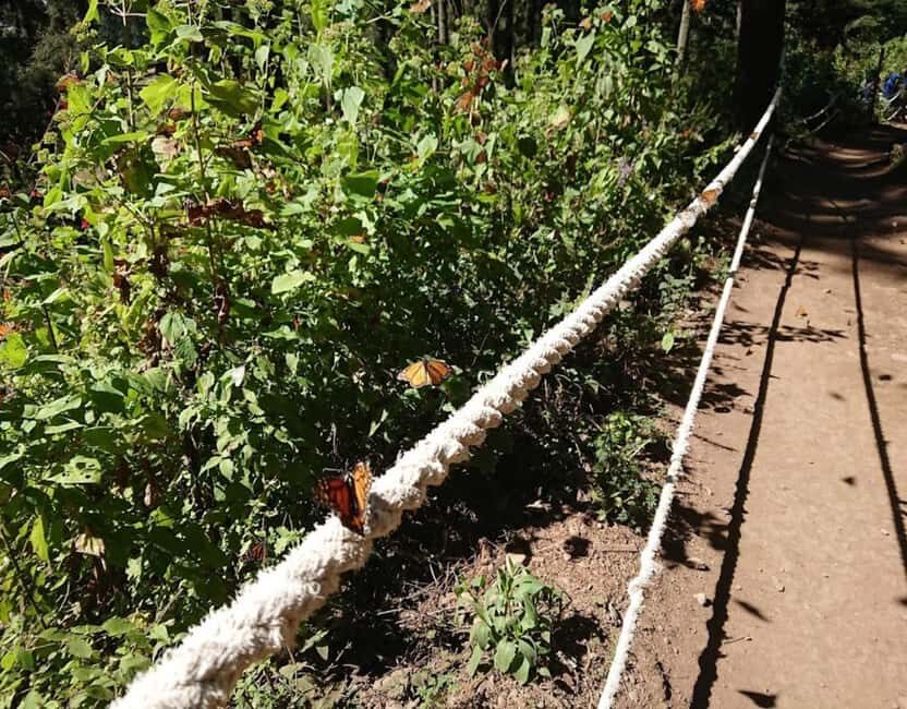 Monarch Butterfly - The Authentic Touches and Overall Feel