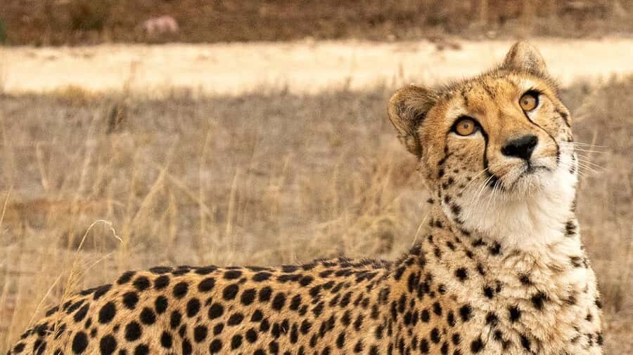 Monarto Safari Park: Cheetah Experience - Who Should Consider This Tour?