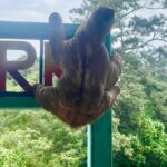 Monkeys and sloths, private tour , and beach - The Sum Up