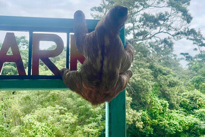 Monkeys and sloths, private tour , and beach - The Sum Up