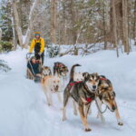 Mont-Tremblant: Dogsledding Upper Laurentians - An In-Depth Look at the Dogsledding Experience
