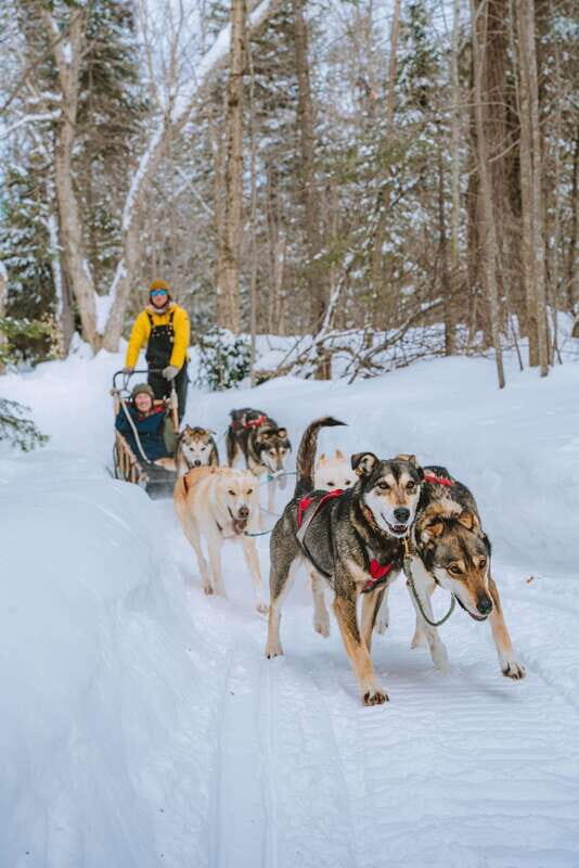 Mont-Tremblant: Dogsledding Upper Laurentians - An In-Depth Look at the Dogsledding Experience