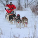 Mont-Tremblant: Dogsledding Valley Adventure - An In-Depth Look at the Dogsledding Valley Adventure
