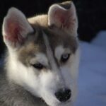 Mont Tremblant Dogsledding Valley Adventure - Things to Keep in Mind: Practical Tips and Considerations