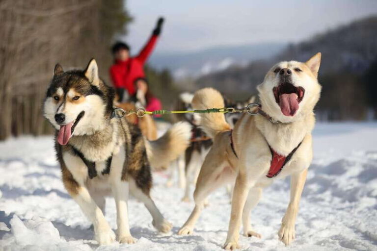 Mont-Tremblant: Guided Dogsledding Tour with Hot Chocolate - The Final Touch: Time with the Dogs and Warm Comforts
