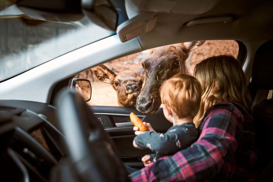Montebello, QC: General Admission to Parc Omega - A Day in the Park: How It Unfolds