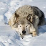 Montebello, QC: Morning VIP Tour at Parc Oméga - How This Tour Compares to Other Options