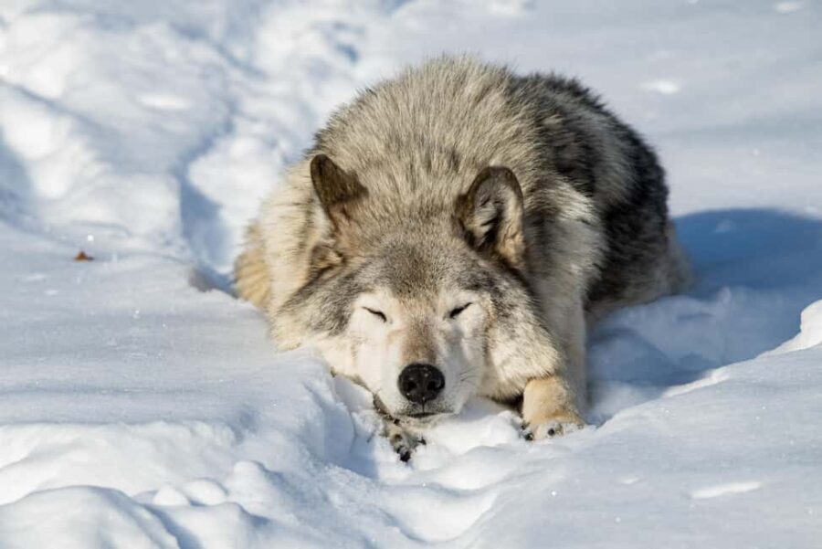 Montebello, QC: Morning VIP Tour at Parc Oméga - How This Tour Compares to Other Options