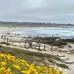 Monterey Bay Famous Dog Friendly Electric Bike and Sidecar Tour - Practical Considerations