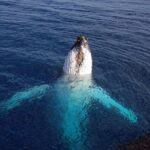 Monterey Bay Whale Watching - Who Should Consider This Tour?