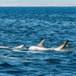 Monterey Bay: Whale Watching Tour - What the Reviews Say