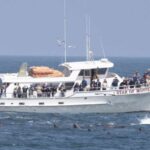 Monterey: Monterey Bay Dolphin and Whale Watching Boat Tour - Who Will Love This Tour?