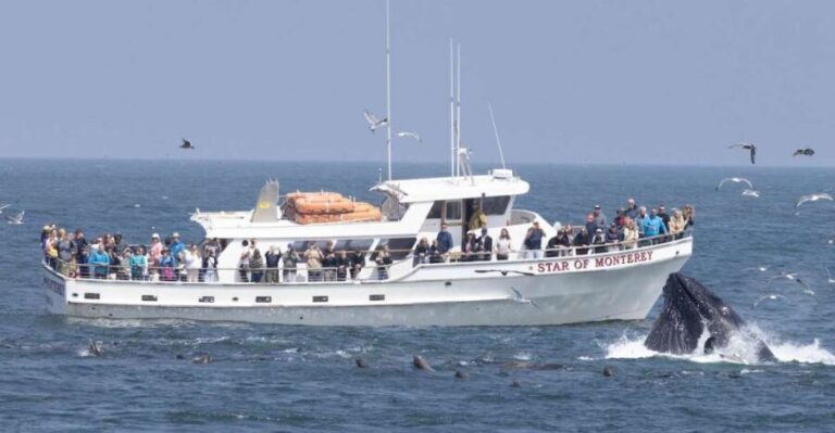 Monterey: Monterey Bay Dolphin and Whale Watching Boat Tour - Who Will Love This Tour?