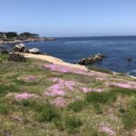 Monterey Peninsula Sightseeing Tour including 17 Mile Drive - Who Would Love This Tour?