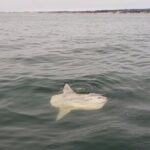 Monterey Private 3 - 4 Hour Whale Watching Cruise - Final Thoughts