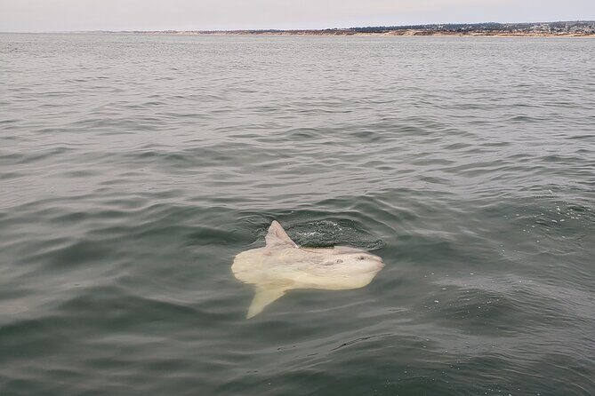 Monterey Private 3 - 4 Hour Whale Watching Cruise - Final Thoughts