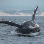 Monterey: Sunset Whale Watching Cruise with A Guide - The Wildlife and What You Might See