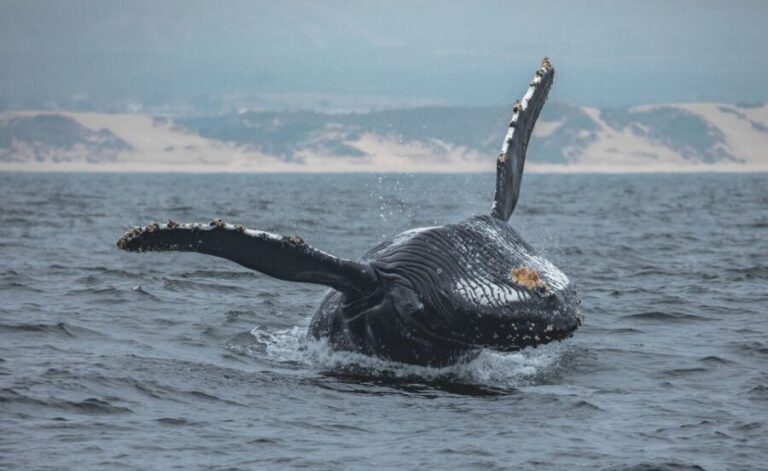 Monterey: Sunset Whale Watching Cruise with A Guide - The Wildlife and What You Might See