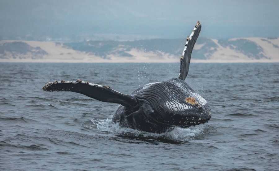 Monterey: Sunset Whale Watching Cruise with A Guide - The Wildlife and What You Might See