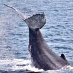 Monterey: Whale Watching Cruise - Price and Value