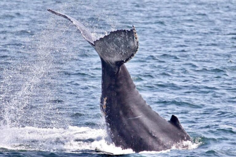 Monterey: Whale Watching Cruise - Price and Value