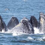 Monterey: Whale Watching Tour with A Marine Guide - The Cost and Its Value