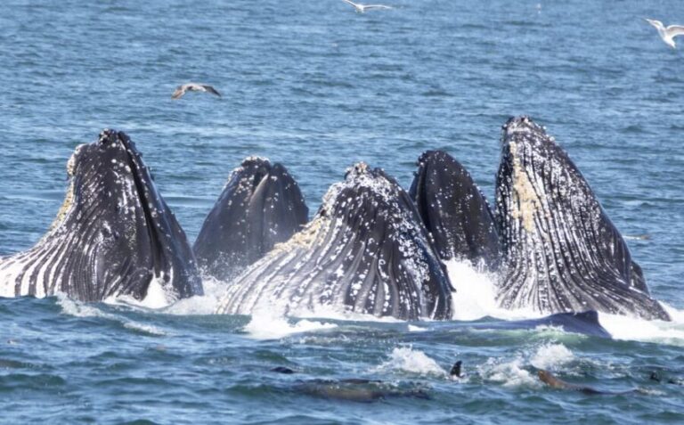 Monterey: Whale Watching Tour with A Marine Guide - The Cost and Its Value