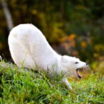 Montreal: Ecomuseum Zoo Entry Ticket - What You Can Expect During Your Visit