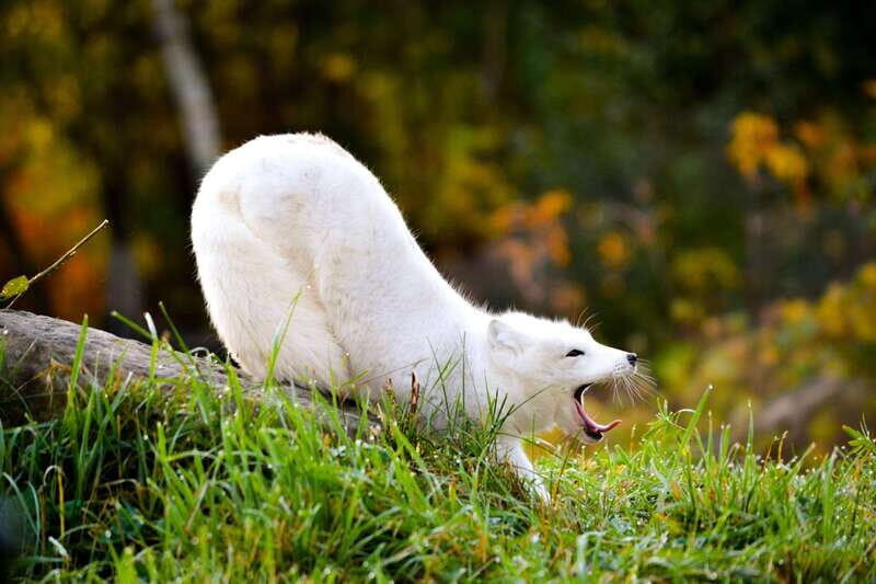 Montreal: Ecomuseum Zoo Entry Ticket - What You Can Expect During Your Visit