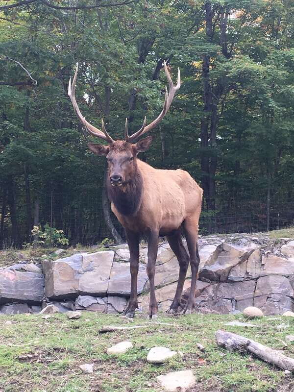 Montreal: Private Day Tour to Parc Omega & Montebello Lodge - The Value of This Tour
