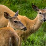 Montreal ZOO, private half day tour - The Itinerary Breakdown